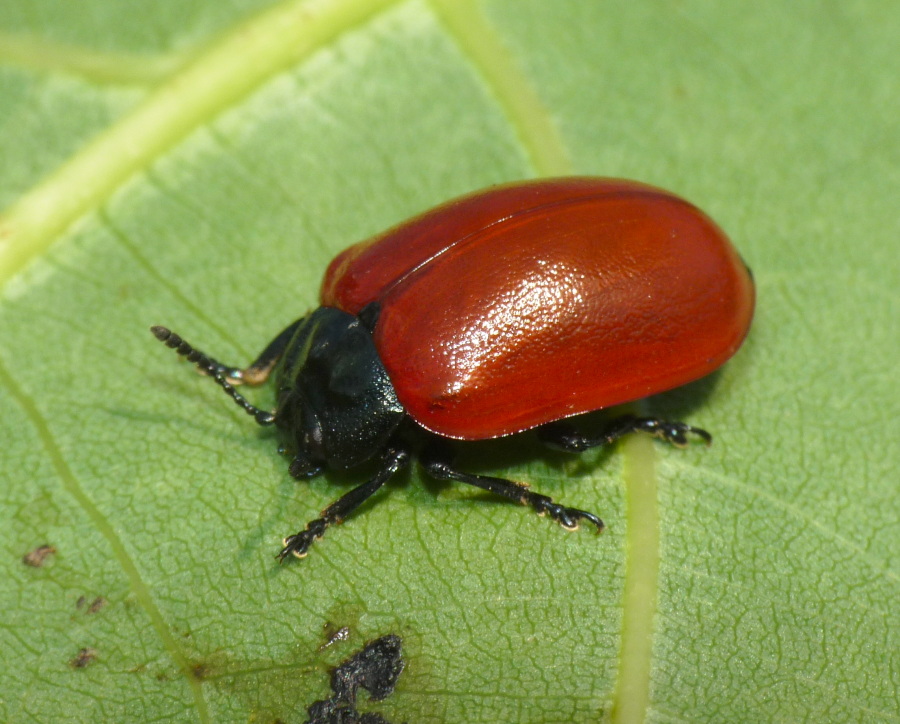 Chrysomela populi su foglia di pioppo